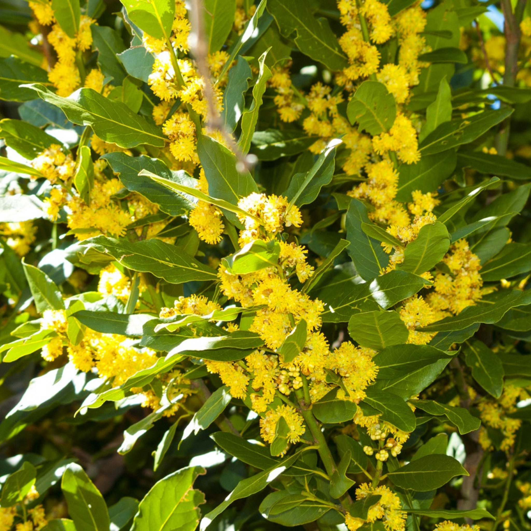 Bay Tree - Laurus nobilis Bay Laurel