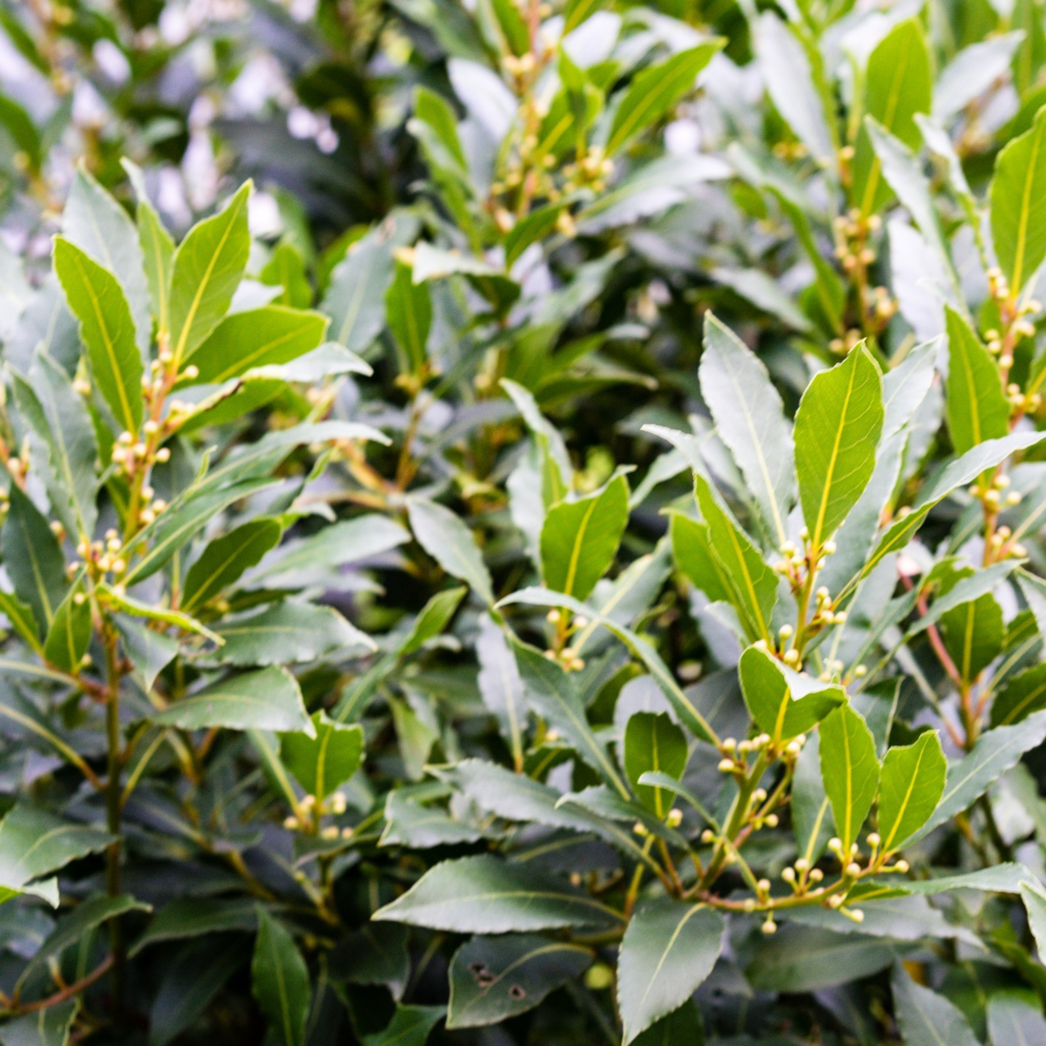 Bay Tree - Laurus nobilis Bay Laurel