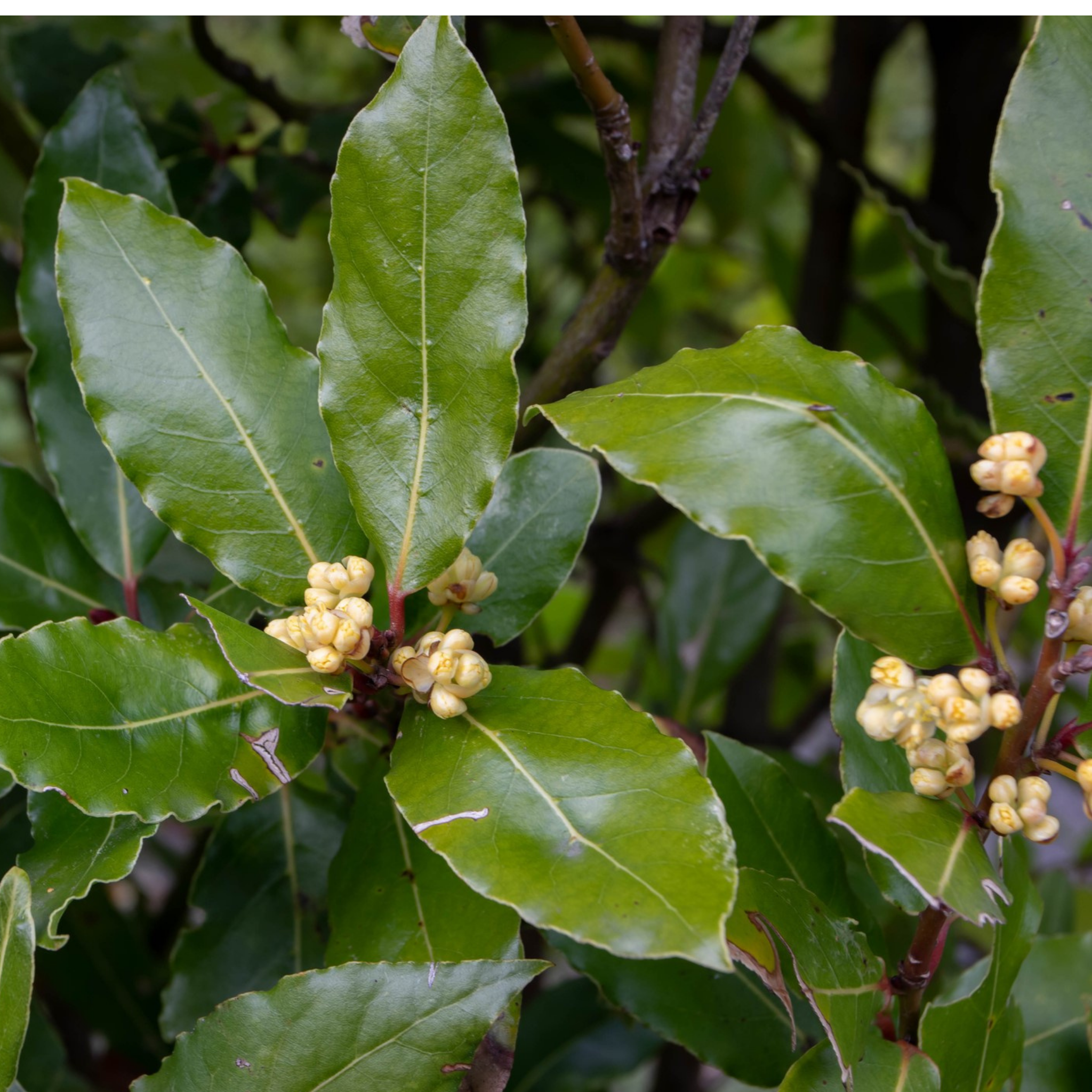 Bay Tree - Laurus nobilis Bay Laurel