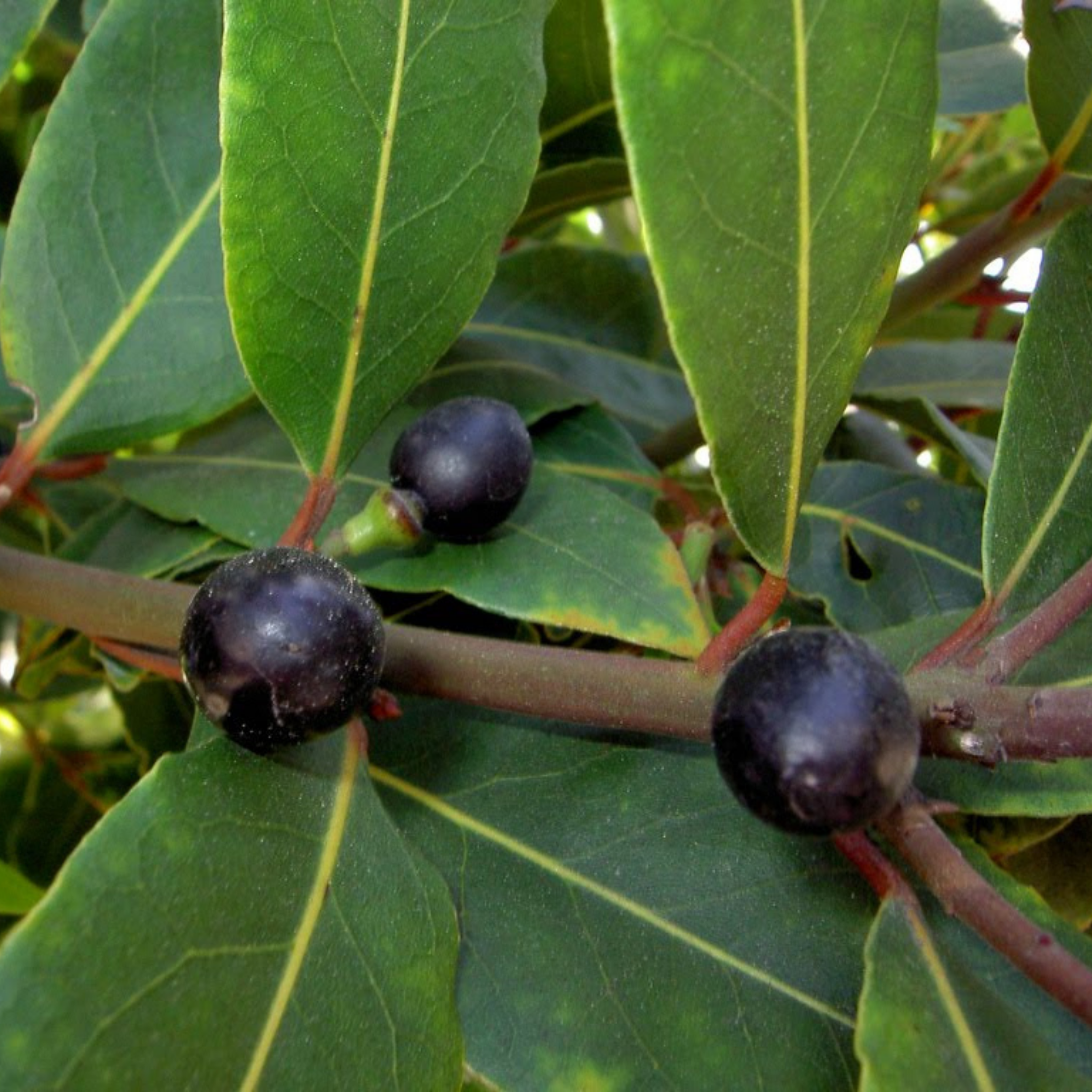 Bay Tree - Laurus nobilis Bay Laurel