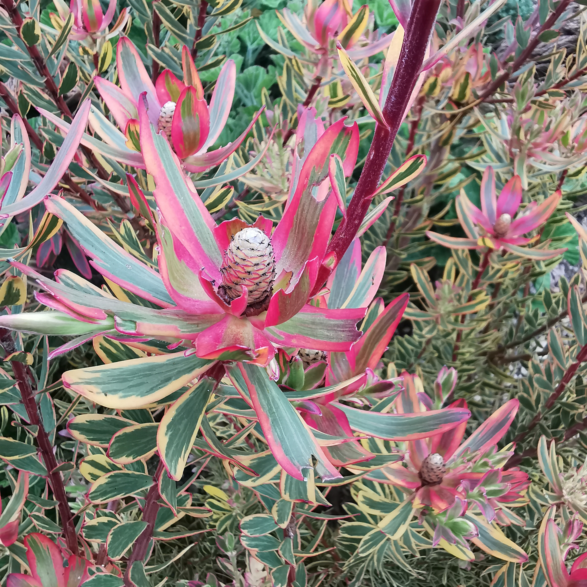 Jester Conebush - Leucadendron laureolum salignum Jester