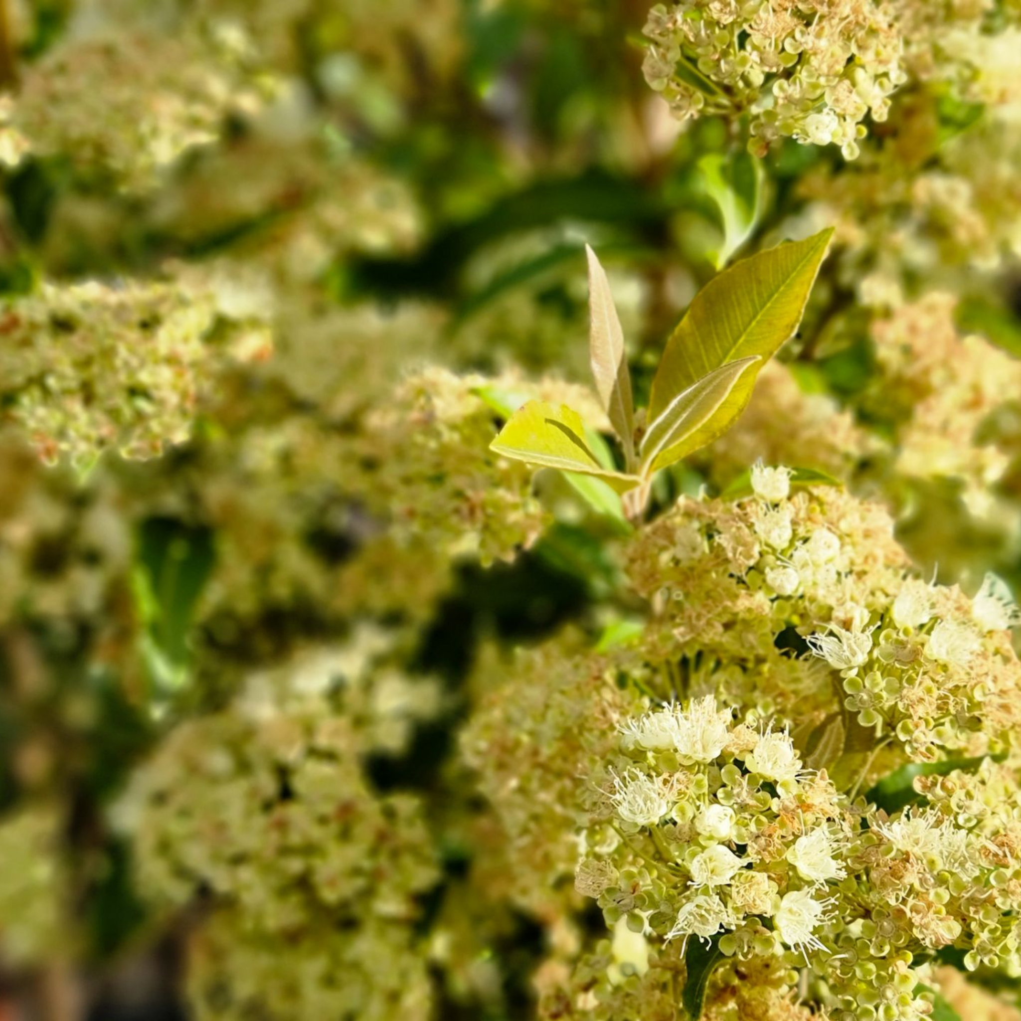 Close-up of a plant with small green leaves and delicate white flowers.