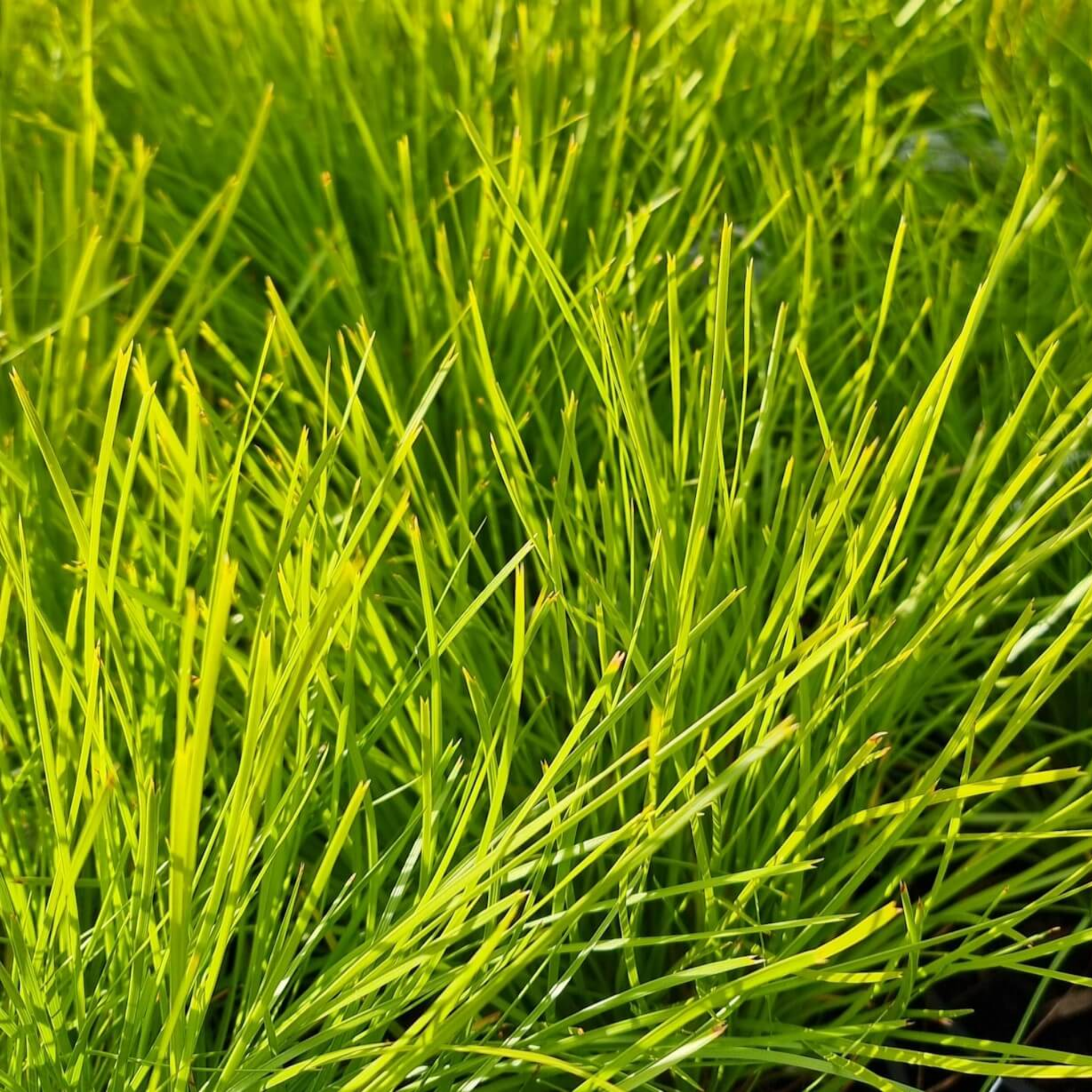 Lomandra confertifolia 'Little Con' - Mat Rush