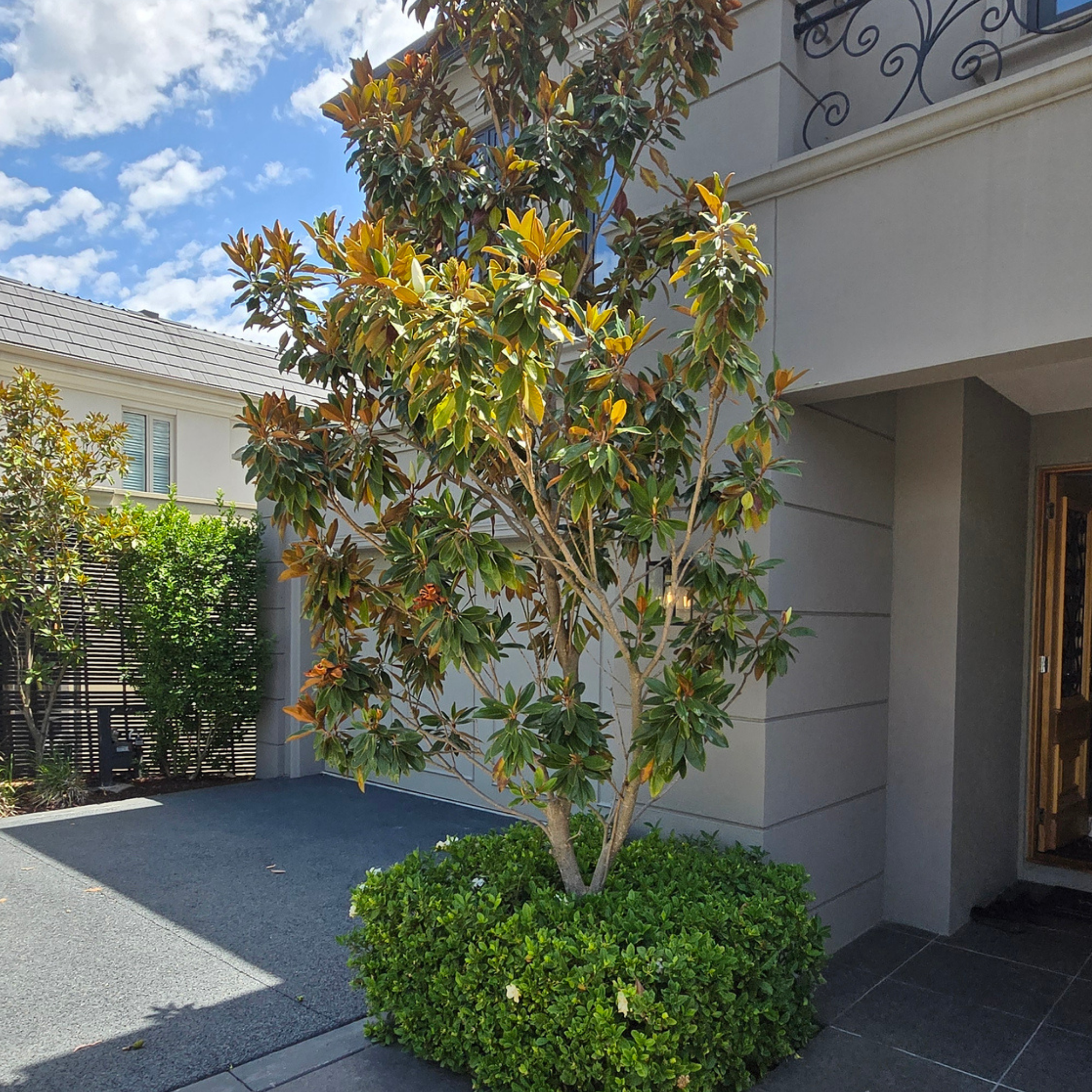 Tree and bush in front of a house with a blue sky