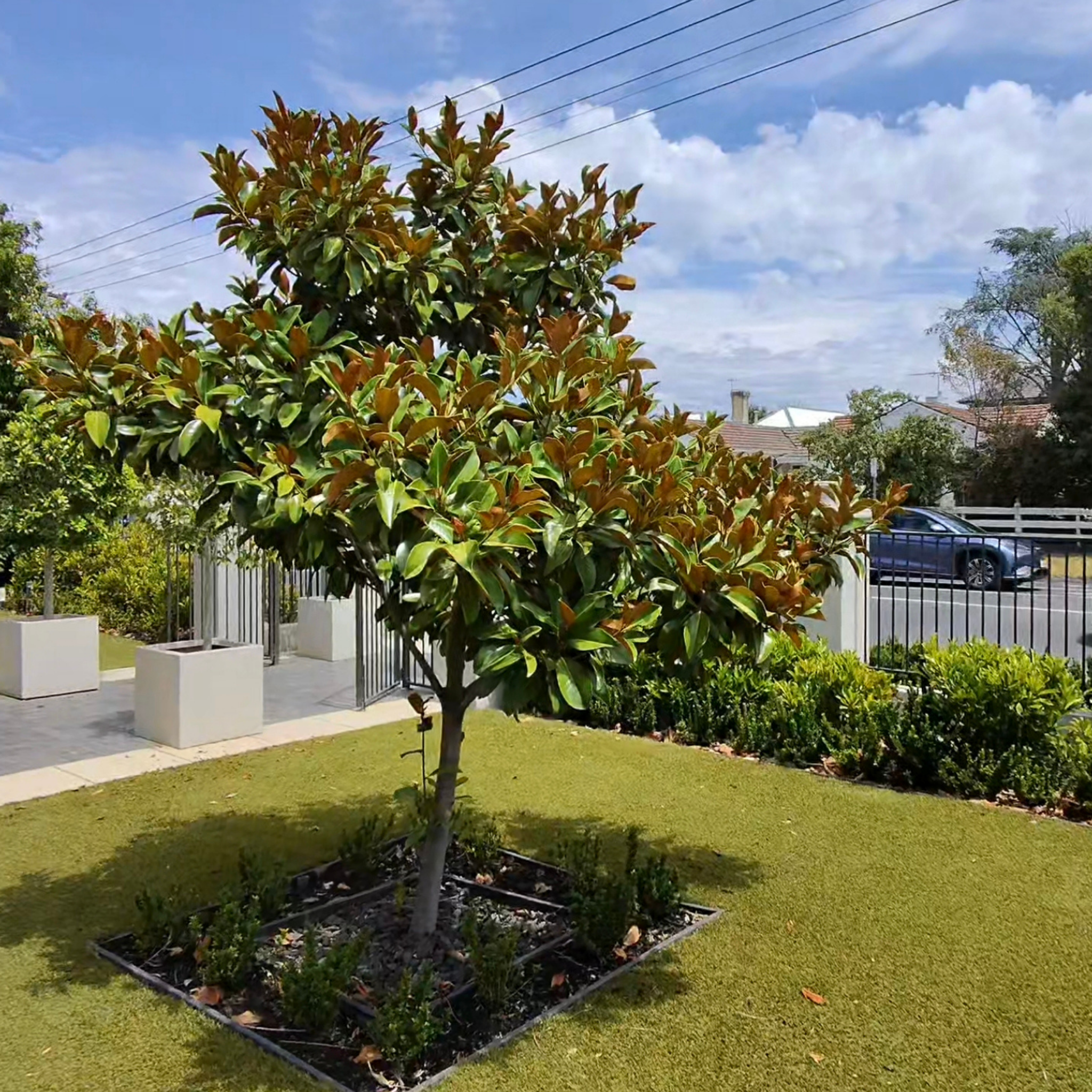 Tree in a garden with grass, plants, and a house in the background