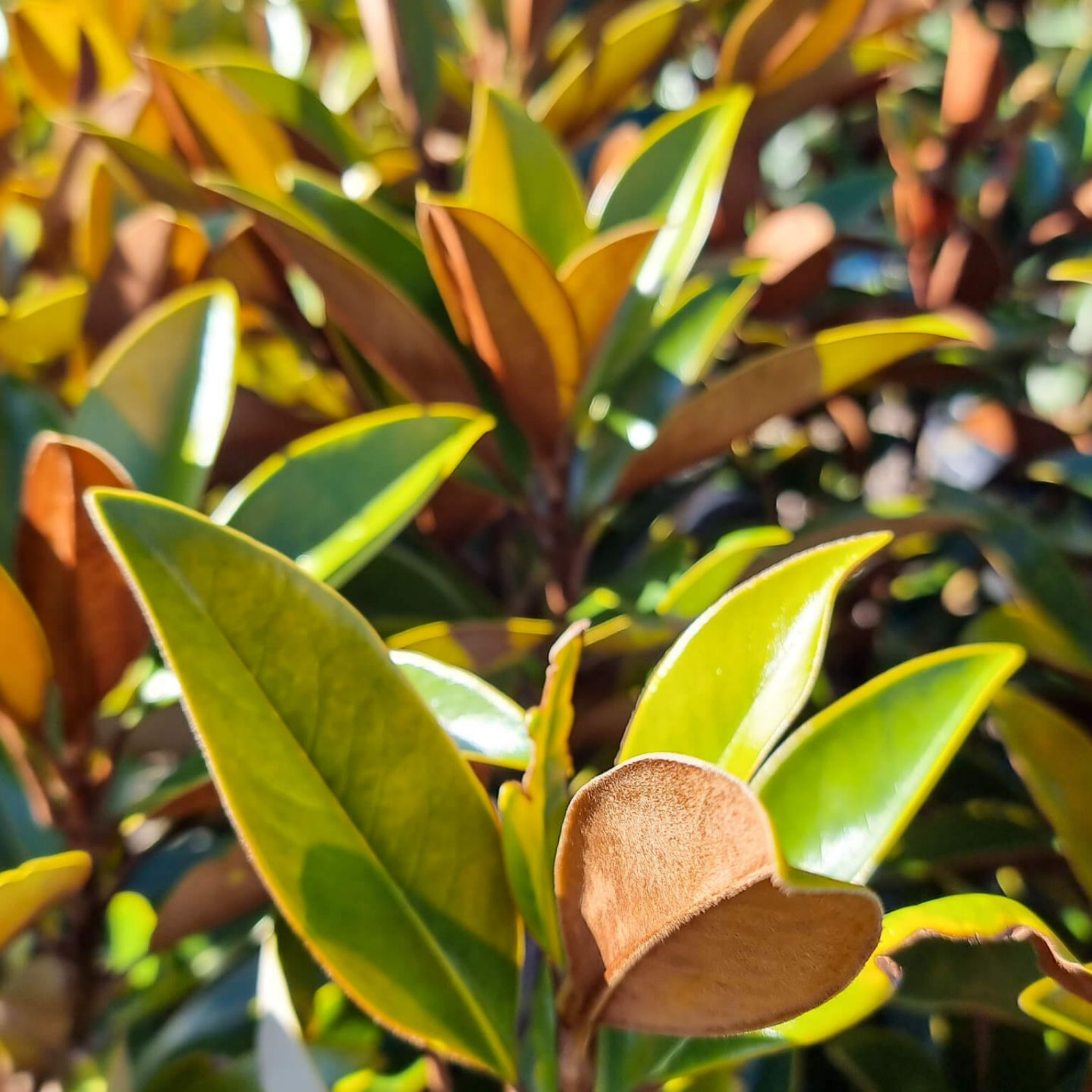 Magnolia Sweet and Neat | Southern Magnolia Full Bay Sweet N Neat