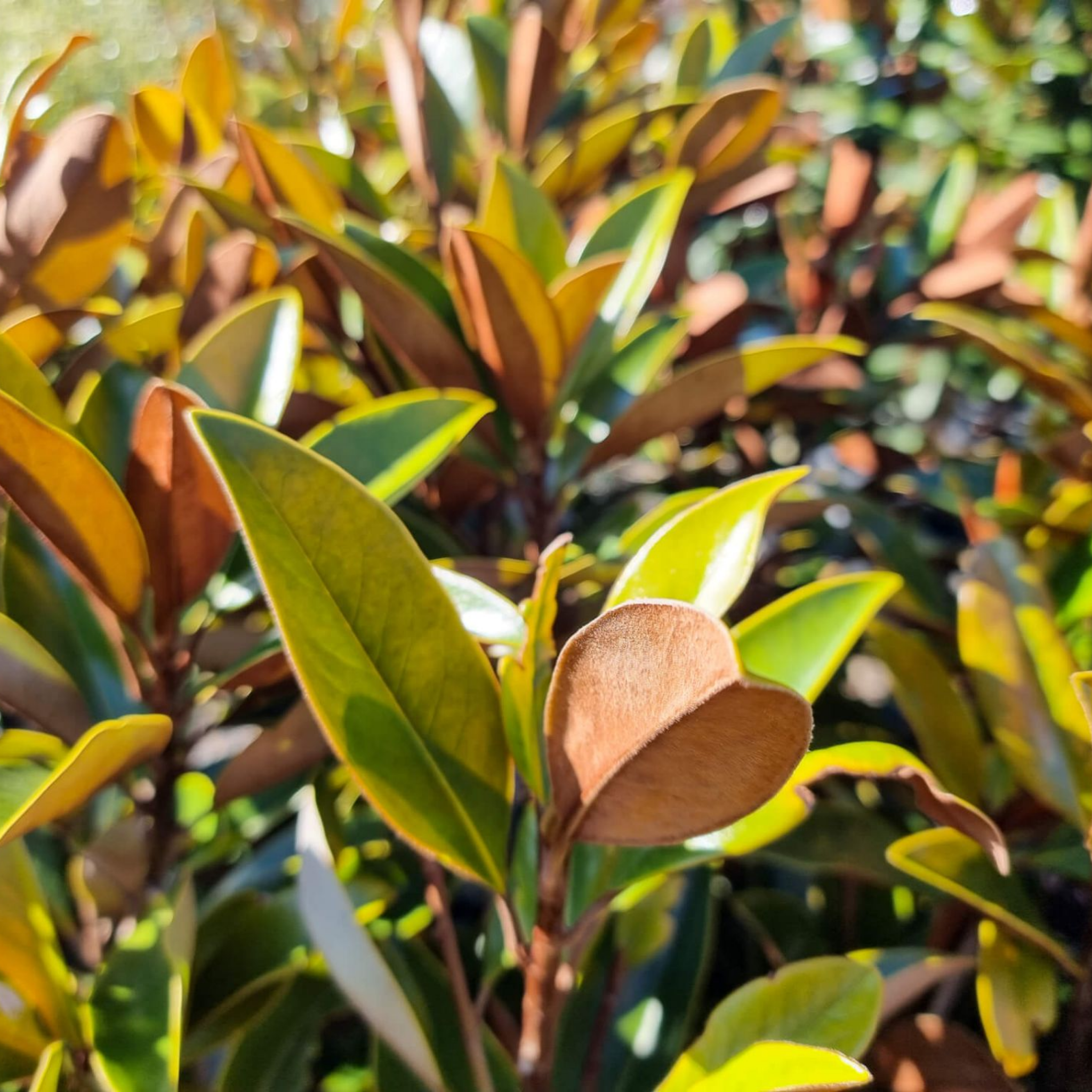 Magnolia Sweet and Neat | Southern Magnolia Full Bay Sweet N Neat