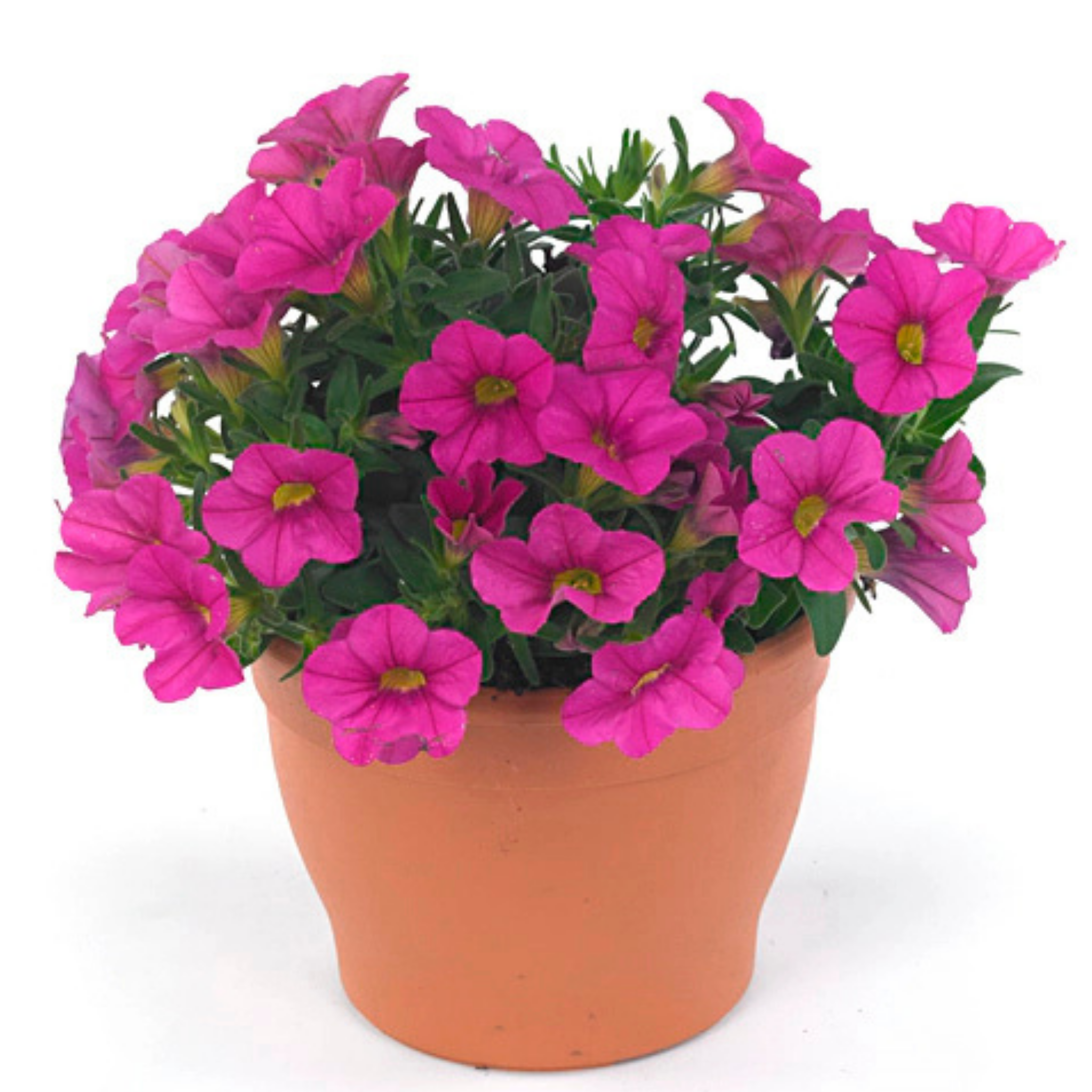 Mini Petunia Calipetite Rose  - Calibrachoa hybrida Calipetite Rose