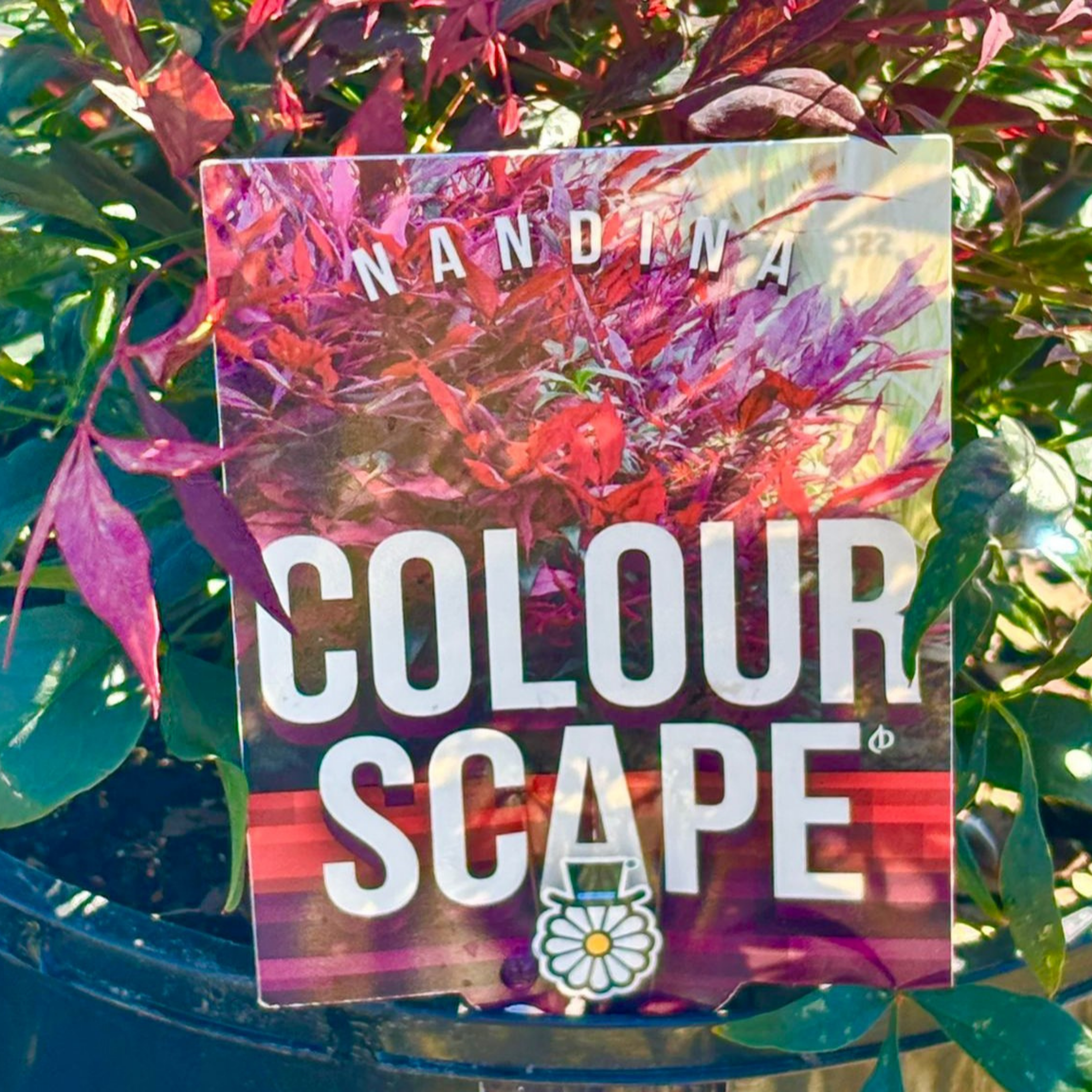 Nandina Colourscape - Nandina domestica Colourscape