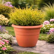 Terracotta pot with green plant on a garden path with flowers in the background