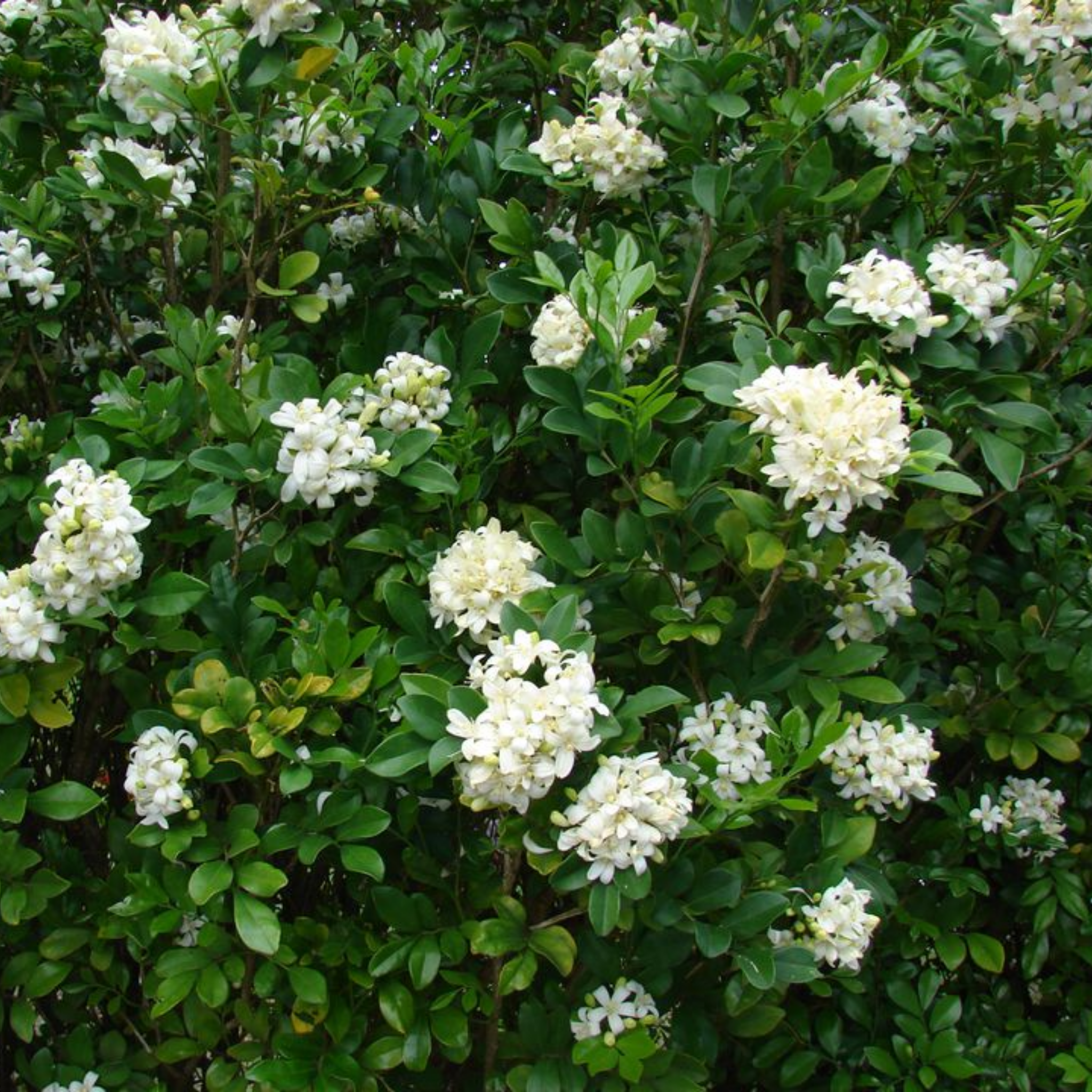 Orange Jessamine - Murraya paniculata