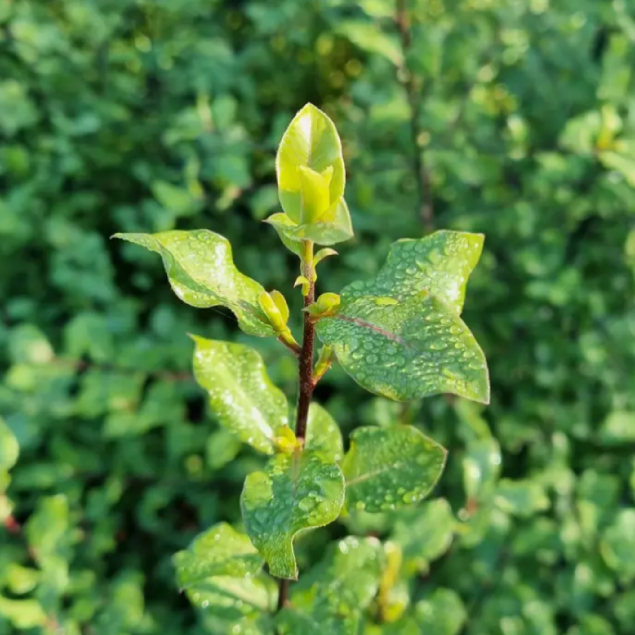 Pittosporum Screenmaster  | Pittosporum tenuifolium Screen Master