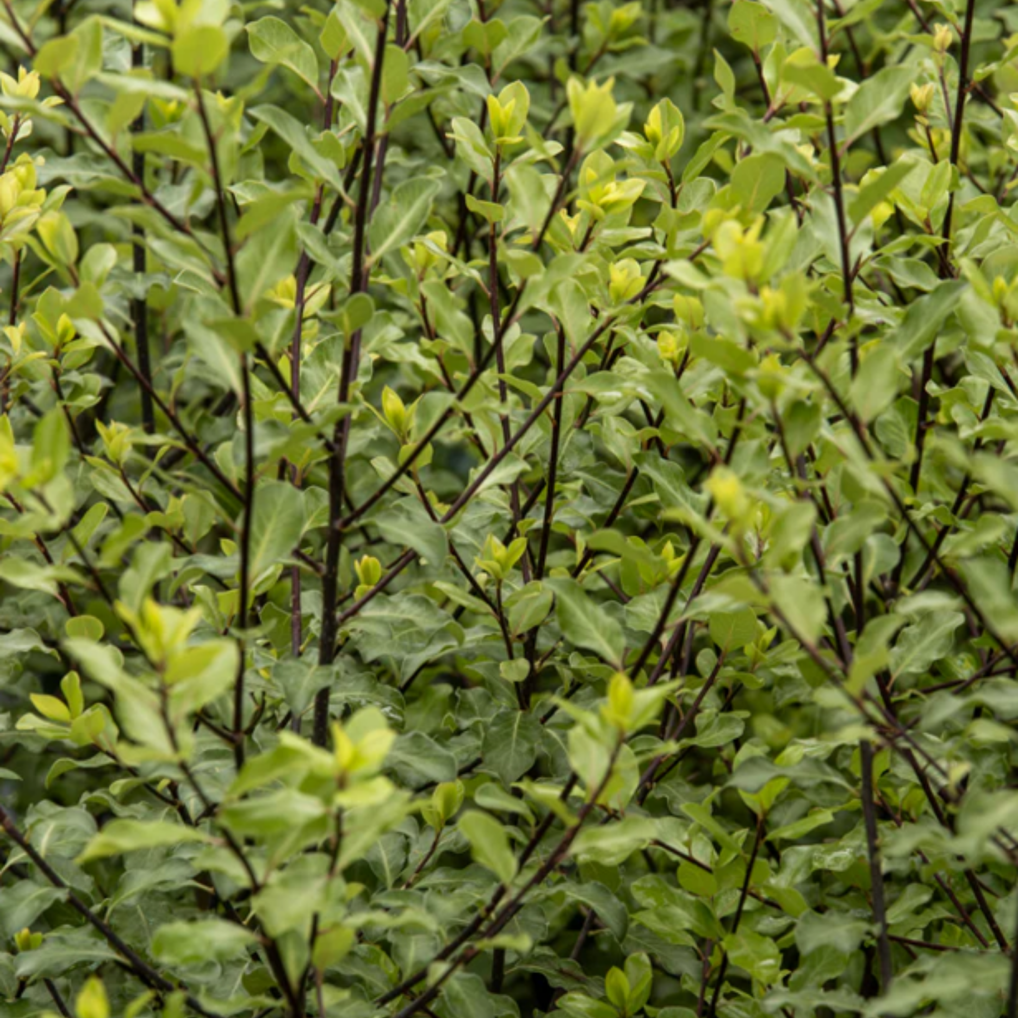 Pittosporum Screenmaster  | Pittosporum tenuifolium Screen Master