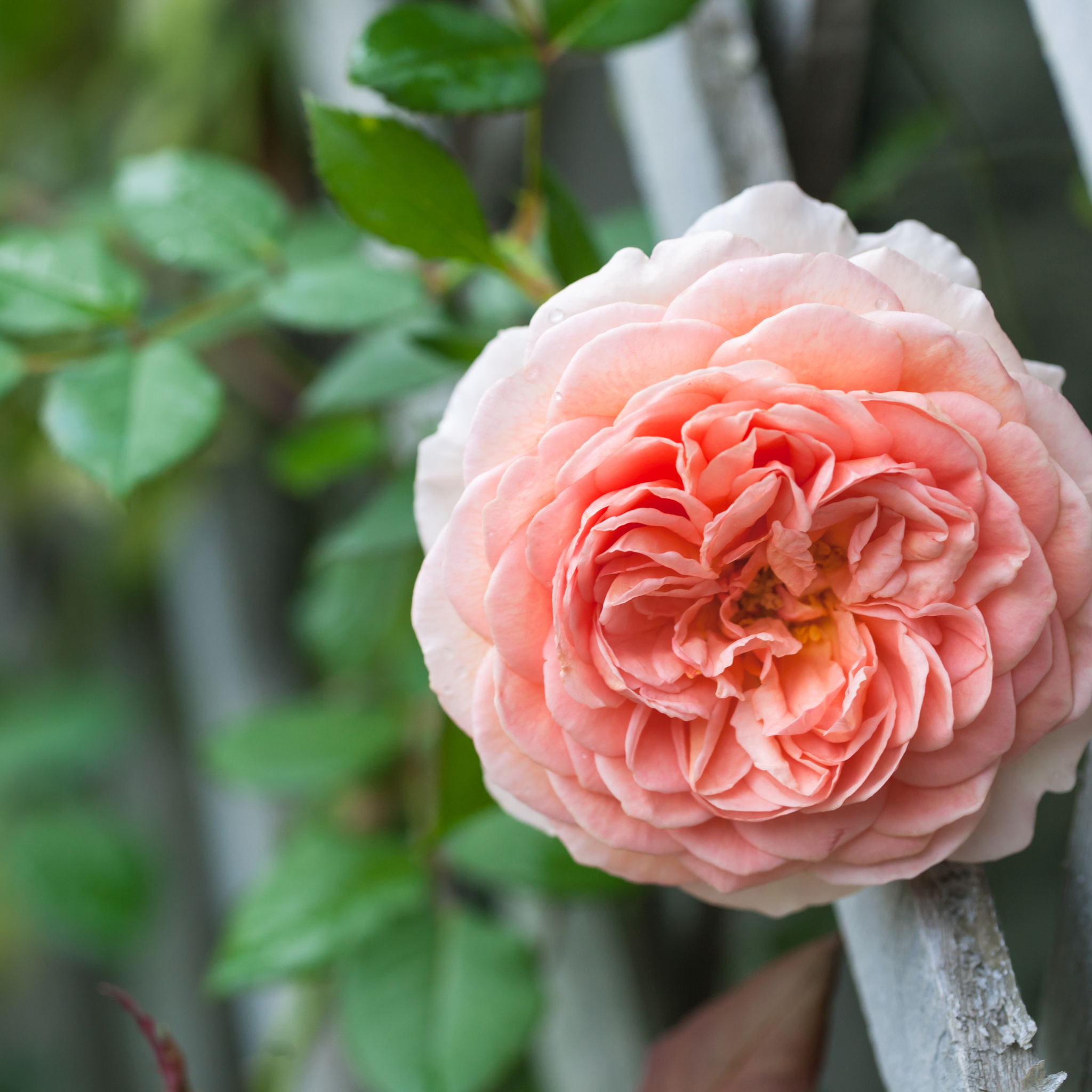 David Austin English Rose - Citrus hystrix 'Pipsqueak'