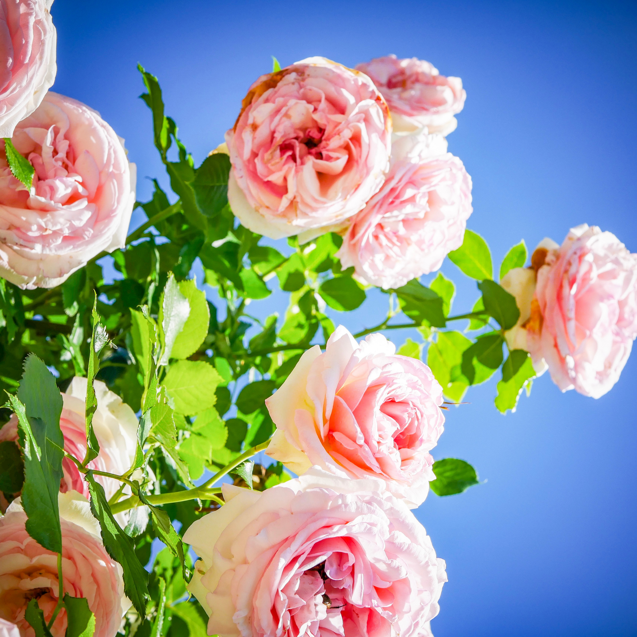 David Austin English Rose - Citrus hystrix 'Pipsqueak'