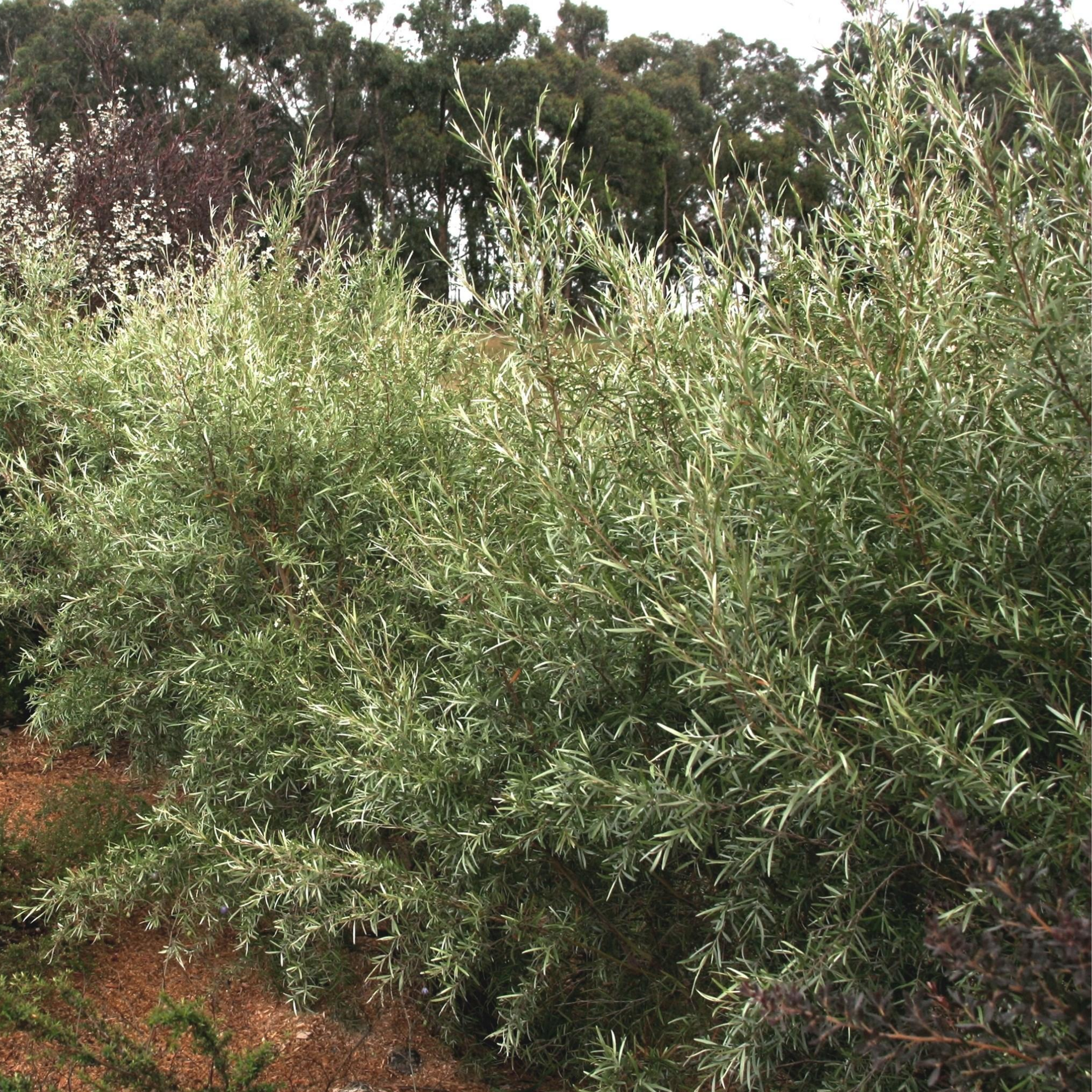 Silver Weeping Tea Tree - Leptospermum brachyandrum