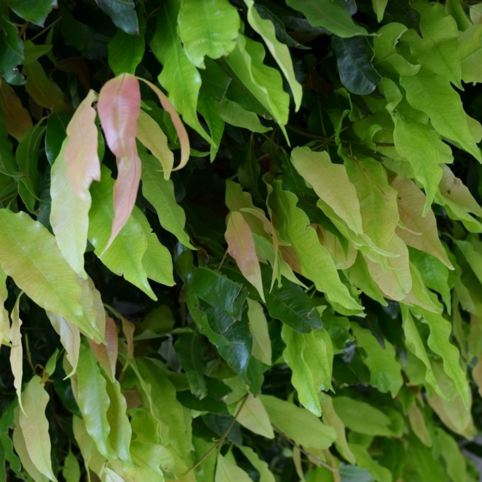 Close-up of green leaves with some yellowing