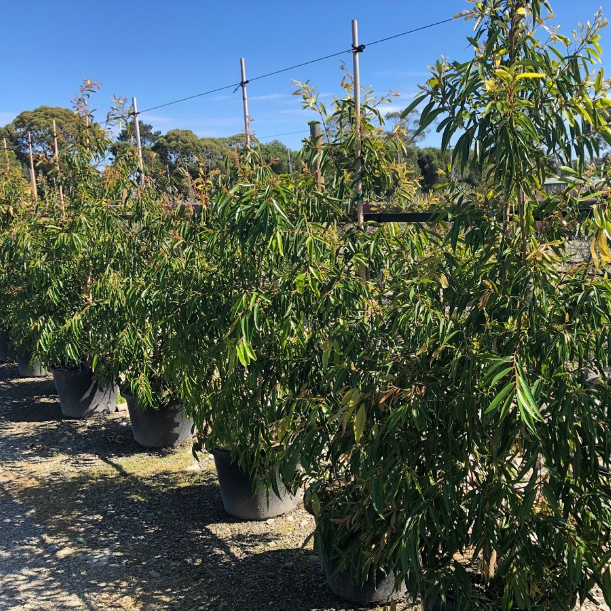 Row of potted trees in an outdoor setting with a clear blue sky.