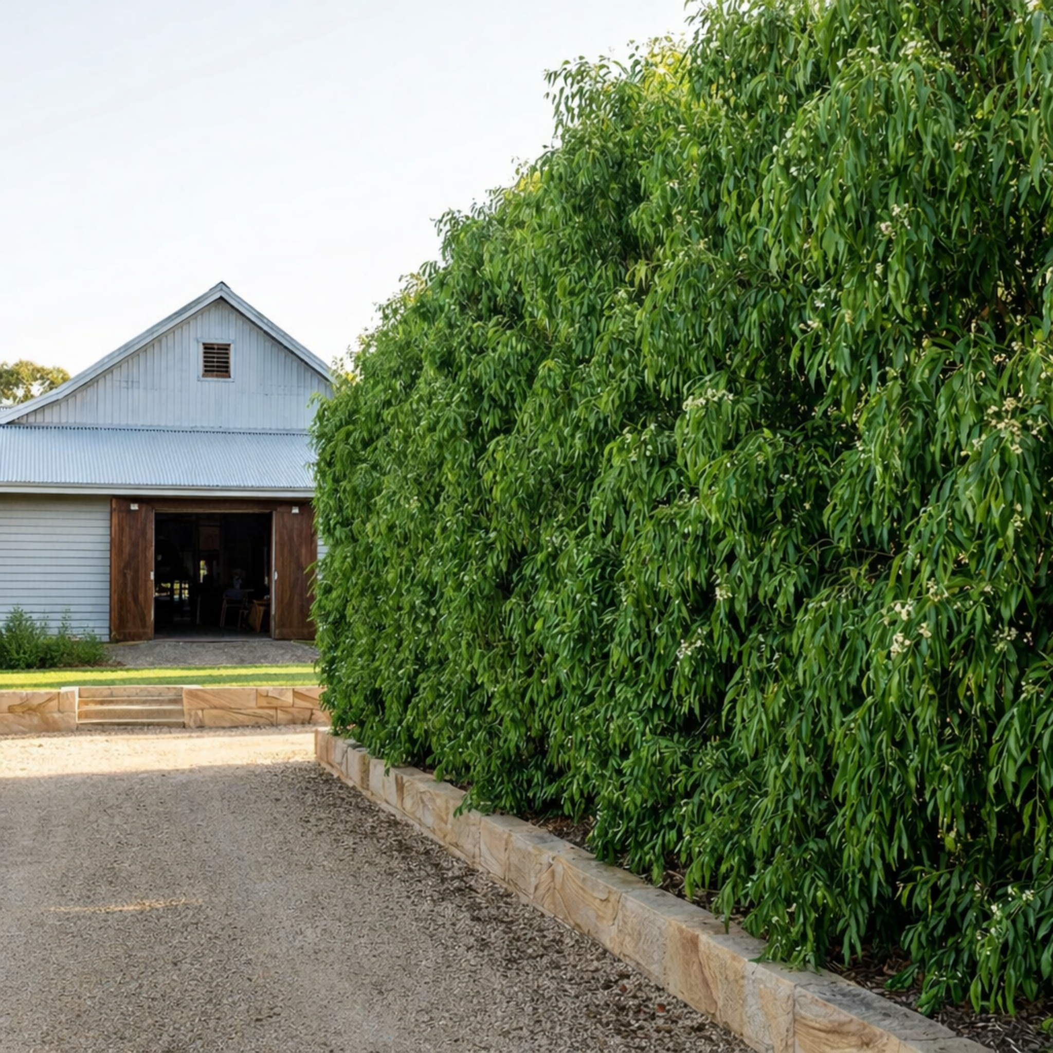 White barn with open door on a clear day, surrounded by greenery.