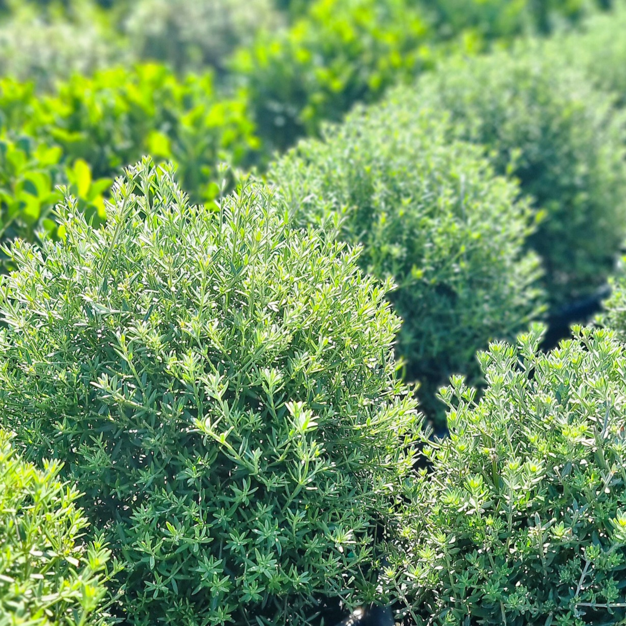 Close-up of a green bush with a blurred natural background