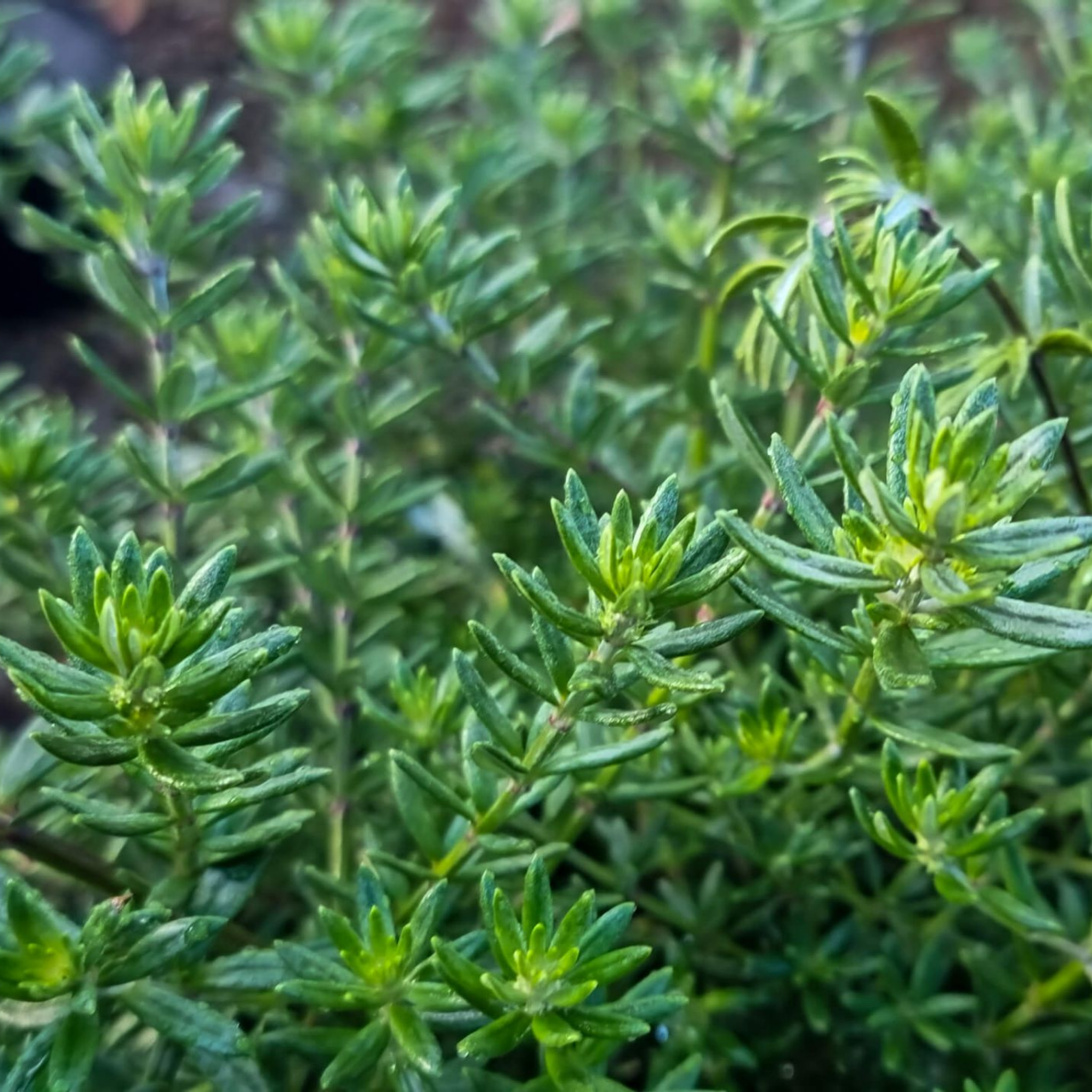 Close-up of a green leafy plant with a blurred background