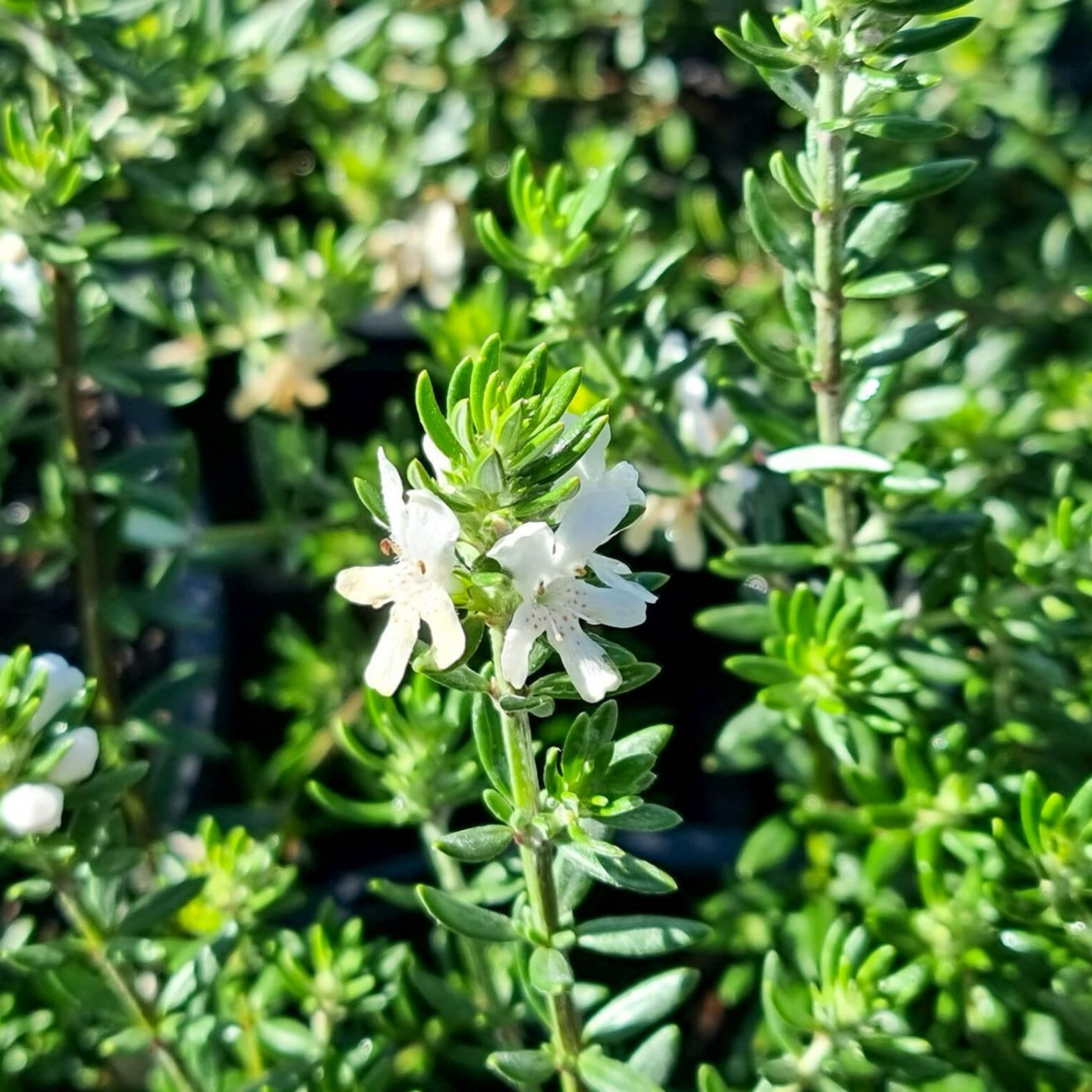 Close-up of a white flower among green leaves