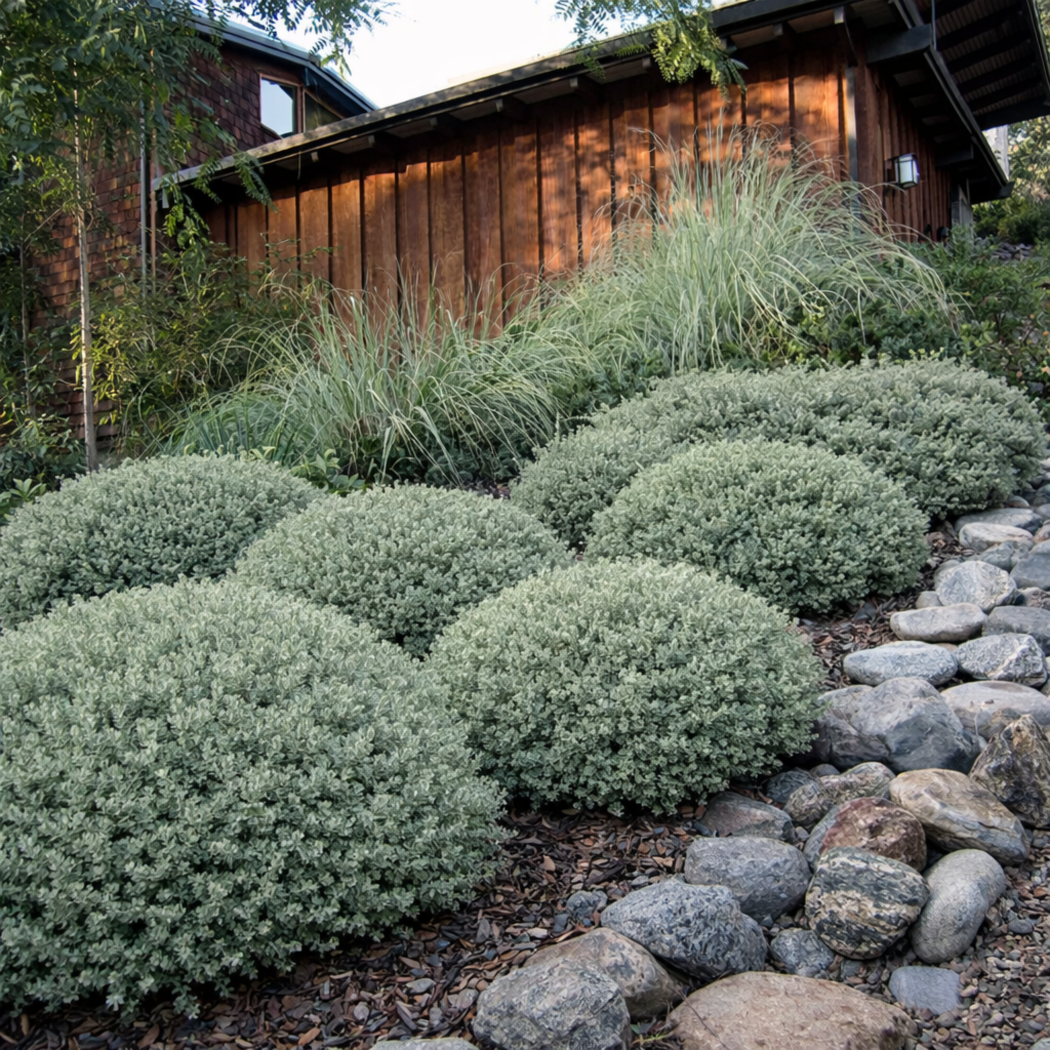 Bushes and rocks in a garden setting with a wooden building in the background