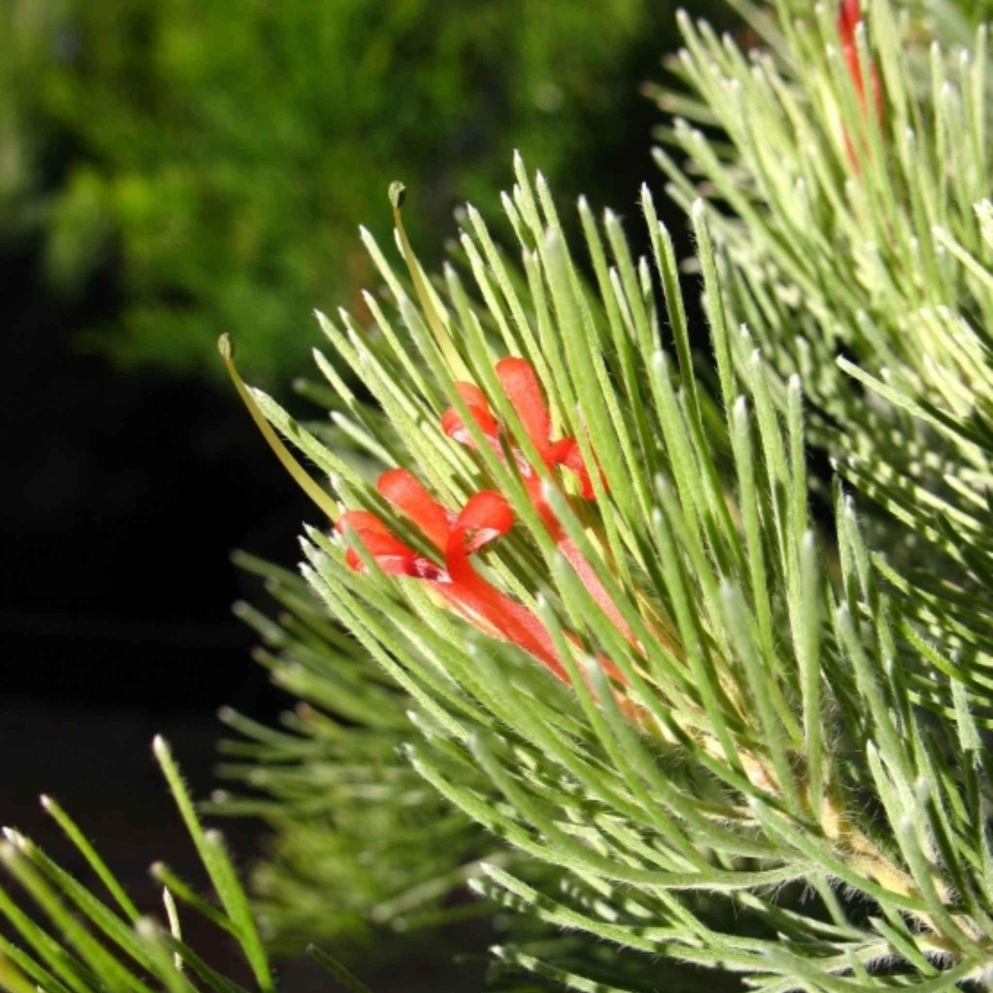 Woolly Bush Silver Sensation - Adenanthos sericeus 'Silver Sensation'